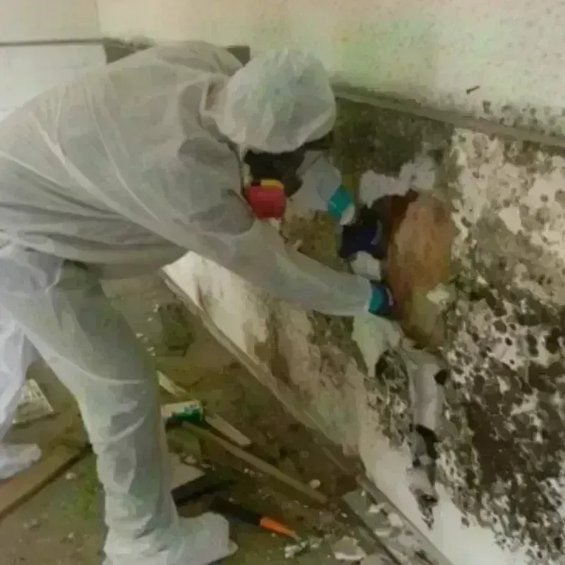 Mold Remediation and Removal in Sandoval County, NM